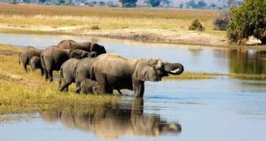 Elefanten auf Safari im Chobe Nationalpark in Botswana beobachten