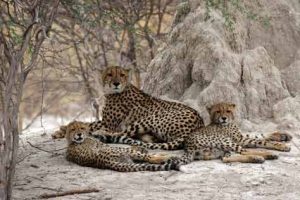 Geparden, fotografiert auf Safari in Botswana