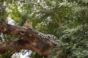 Leopard als Safarimotiv im Khutse Game Reserve