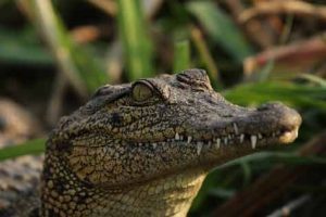 Safari - Krokodile gehören zu den Fotomotiven