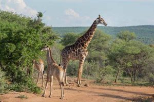 Giraffe auf Safari im Mokolodi Nature Reserve beobachten