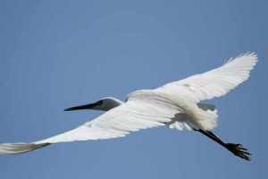 Vogelbeobachtung im Moremi Nationalpark