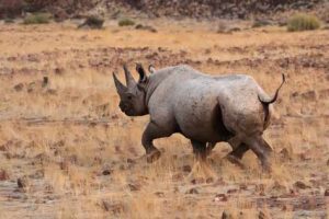Das Khama Rhino Sanctuary bietet Nashörnern Schutz
