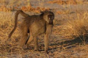 Häufiges Bild: Ein Affe kreuzt den Weg