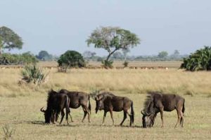 Botswana: Gnus in den Nationalparks