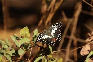 Ein besonderer Schmetterling im Okavango-Delta