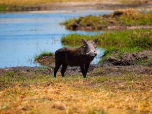 Ein weiteres typisches Safari-Motiv: das Warzenschwein