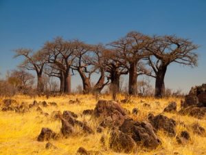 Affenbrotbaum im Landschaft in der Kalahari im Makgadikgadi-Pans-Nationalpark