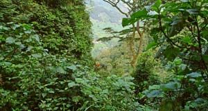 Ein Regenwald als Safariziel