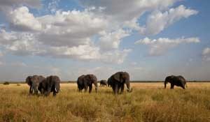 Elefanten ziehen durch den Nationalpark Serengeti