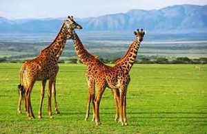 Giraffen im Ngorongoro Krater in Tansania
