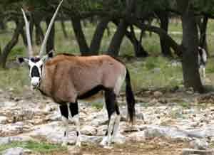 Eine Oryx Antilope im Amboseli Nationalpark in Kenia