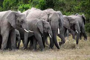Elefanten in den Nationalparks von Kenia in freier Wildbahn beobachten