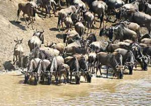 Bei der Great Migration wandern Zehntausende Gnus über den Fluss Mara