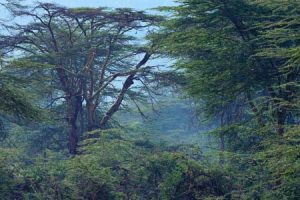 Blick im Kakamega Regenwald