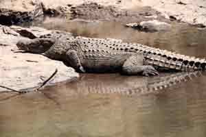 An den Flüssen der Nationalparks leben Krokodile