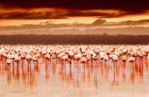 Kenia: Hunderttausende Flamingos am Lake Nakuru