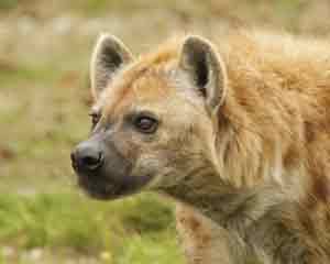 Die Hyäne ist ein typisches Raubtier im Lake Nakuru Nationalpark in Kenia