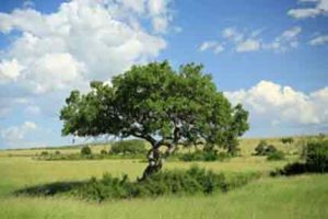 Der Leberwurstbaum in Kenias Masai Mara