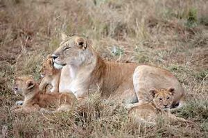 Löwen im Amboseli Nationalpark entdecken