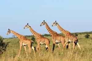 Im Meru Nationalpark leben unter anderem Giraffen