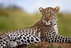 Im Mount Elgon Nationalpark leben Leoparden