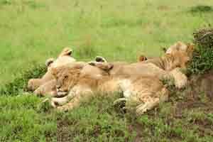 Junge Löwen im Nairobi Nationalpark