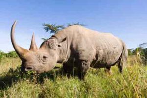 Kenia-Urlaub - Die Big Five auf einer Safari erleben: hier das Nashorn
