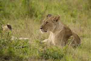 Löwen gehören zu den Big Five in Kanias Nationalparks