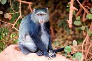 Unabhängig von der Reisezeit: Affen sind allgegenwärtig