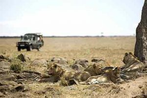 Safari im Nationalpark - Pirschfahrt in Kenia