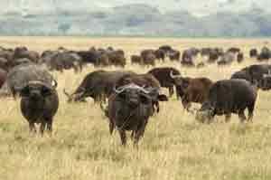 Auch Büffel können in den Shimba Hills gefunden werden