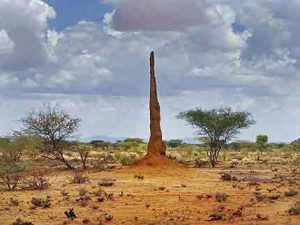 Hohe Termitenhügel gehören in den Nationalparks zur Landschaft