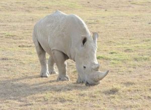 Nashörner - auf Safari in Kenias Westen
