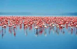 Neben Nashörnern gibt es Hunderttausende von Flamingos am Lake Nakuru in kenia