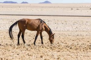 Pferd in einer afrikanischen Halbwüste in Namibia