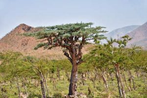 Typischer, dünn bewachsener Trockenwald in Afrika