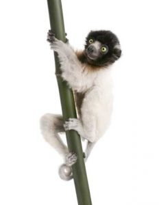 Madagaskar: Nur hier gibt es Lemuren