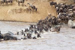 Große Tierwanderung am Mara