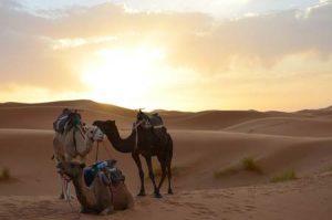 Marokko: Wüstentrekking per Kamel durch die Sahara