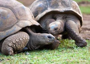 Mauritius: Schildkröten zu bewundern