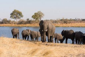 Elefanten im Bwabwata-Nationalpark in Namibia