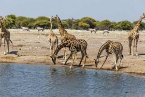 Nationalpark in Namibia: Giraffen an einem Wasserloch
