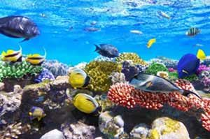 Traum für Taucher - Unterwasserwelt im Roten Meer
