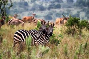 Safari: typisches Tierbild im Akagera Nationalpark in Ruanda