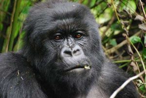 Safari zu den Berggorillas in Ruanda