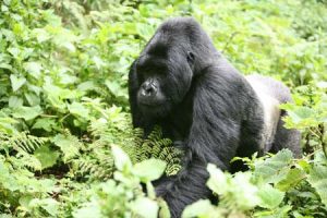 Ruandas Naturschatz: Berggorillas