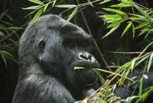 in Drittel aller Berggorillas lebnen in Ruanda