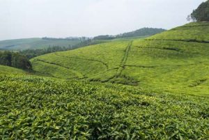 Ruanda: Hügel bieten gute Möglichkeiten zum Teeanbau