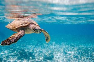 Seychellen: klares Wasser mit Meeresschildkröten